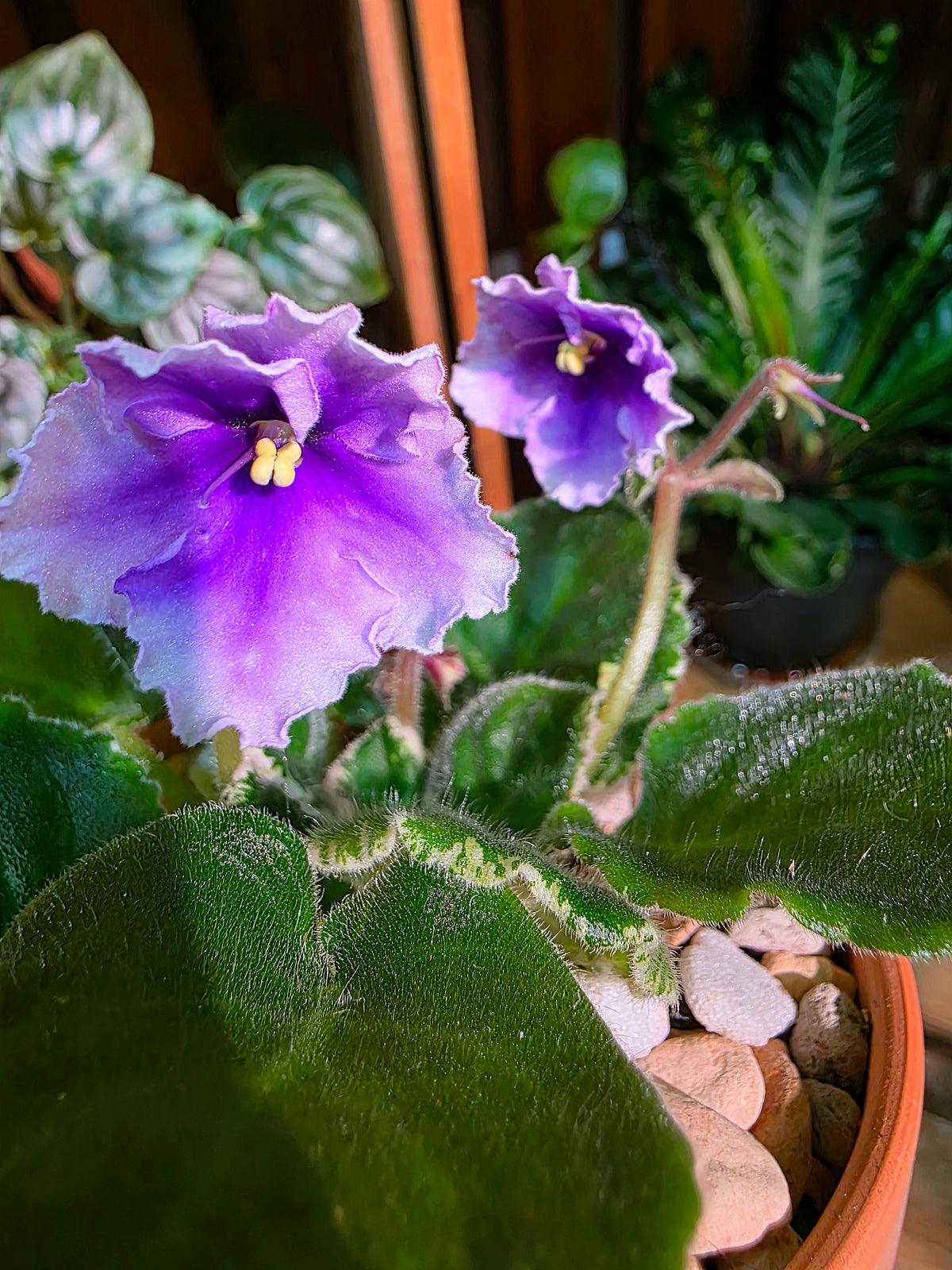 Streptocarpus ionqnthus 非洲紫羅蘭 - 白羊座