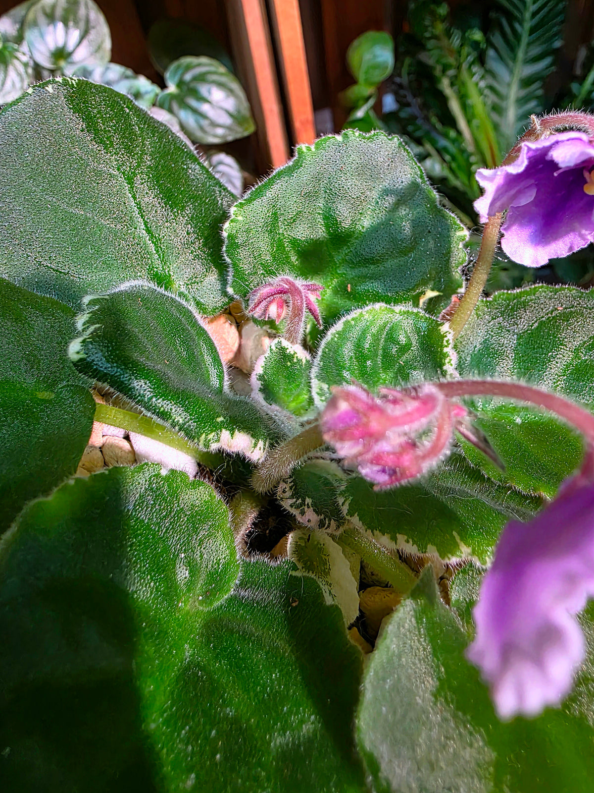 Streptocarpus ionqnthus 非洲紫羅蘭 - 白羊座
