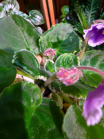 Streptocarpus ionqnthus 非洲紫羅蘭 - 白羊座