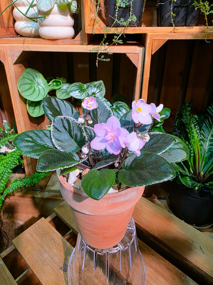 Streptocarpus ionqnthus 非洲紫羅蘭 - 未雨