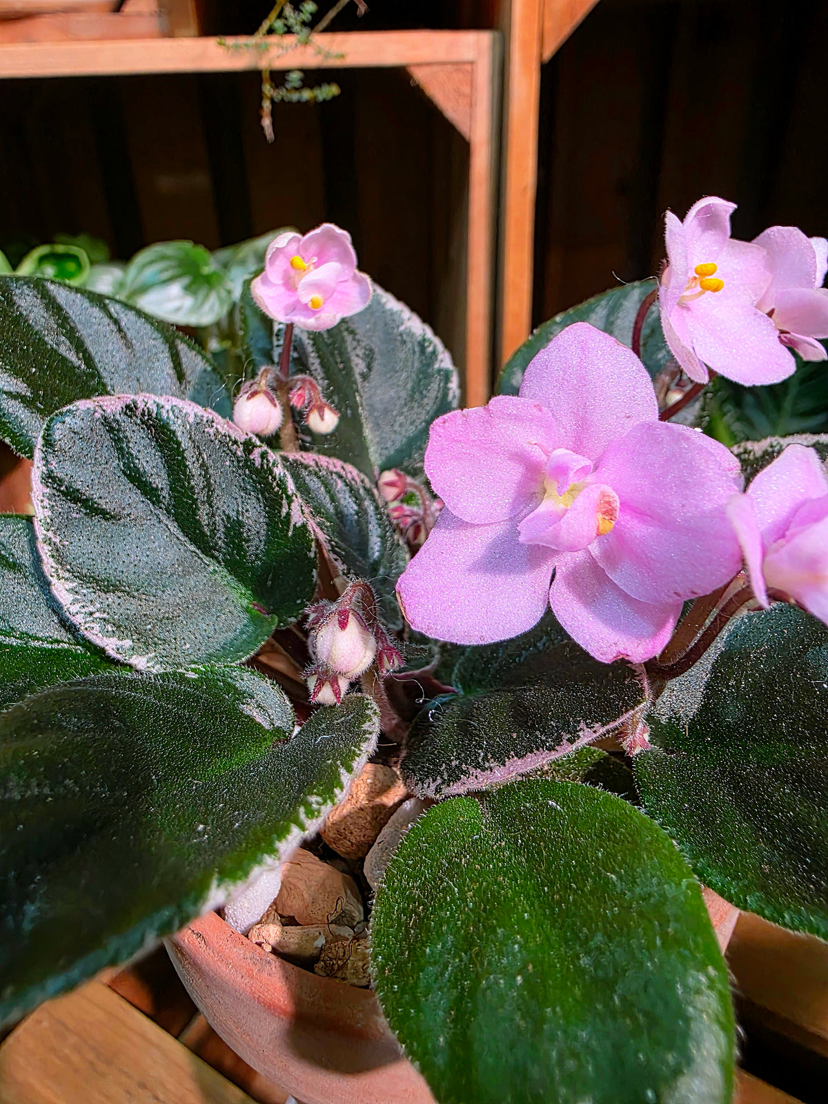 Streptocarpus ionqnthus 非洲紫羅蘭 - 未雨