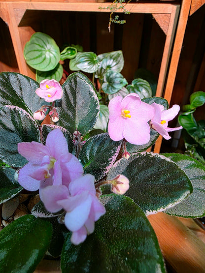 Streptocarpus ionqnthus 非洲紫羅蘭 - 未雨