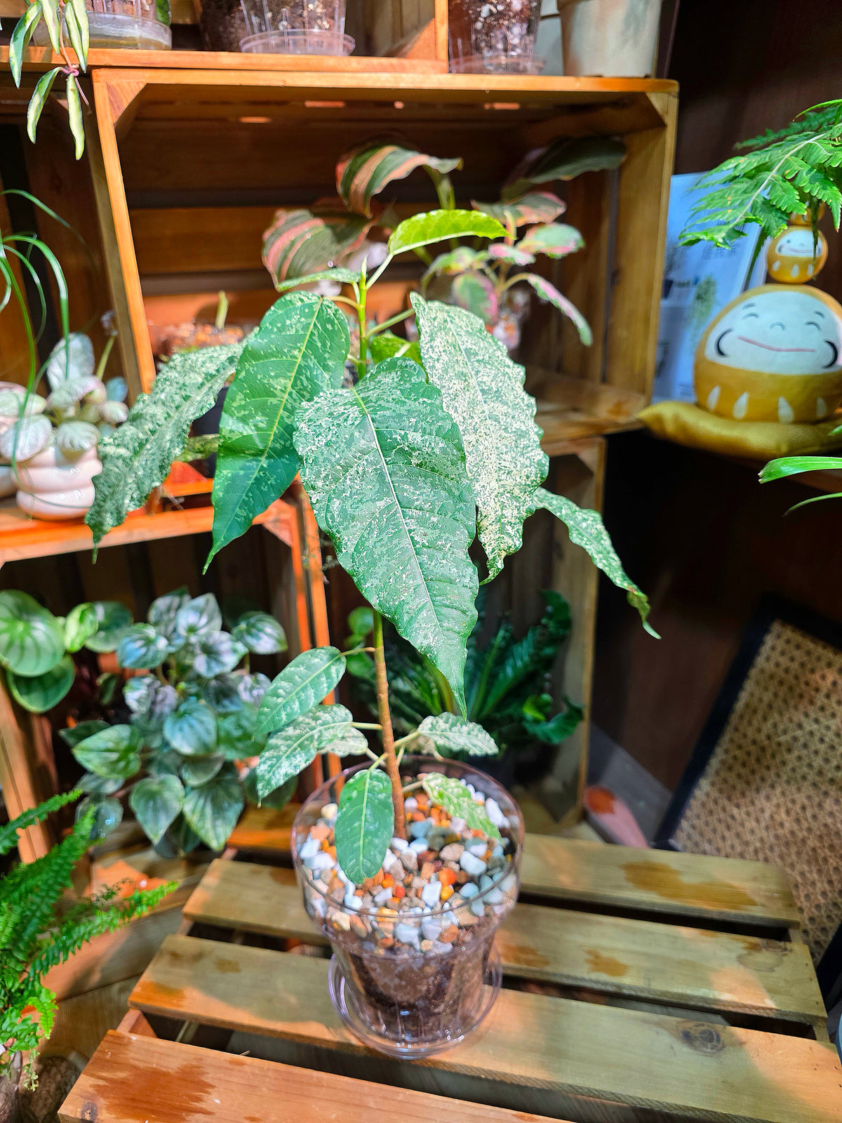 Ficus aspera mosaic 薄荷榕