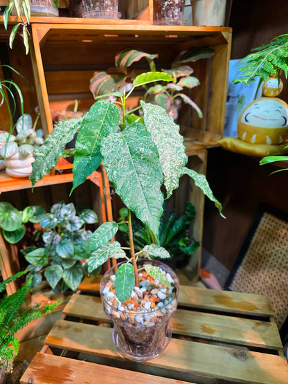 Ficus aspera mosaic 薄荷榕