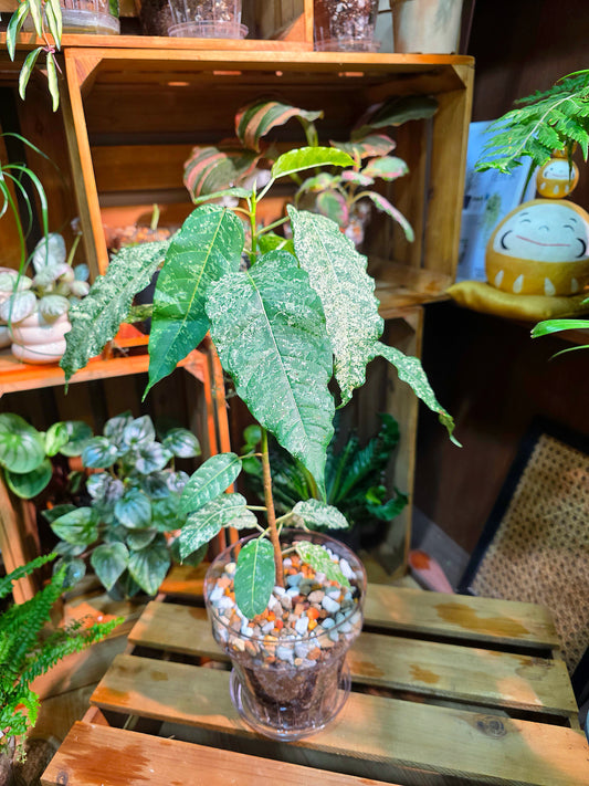 Ficus aspera mosaic 薄荷榕