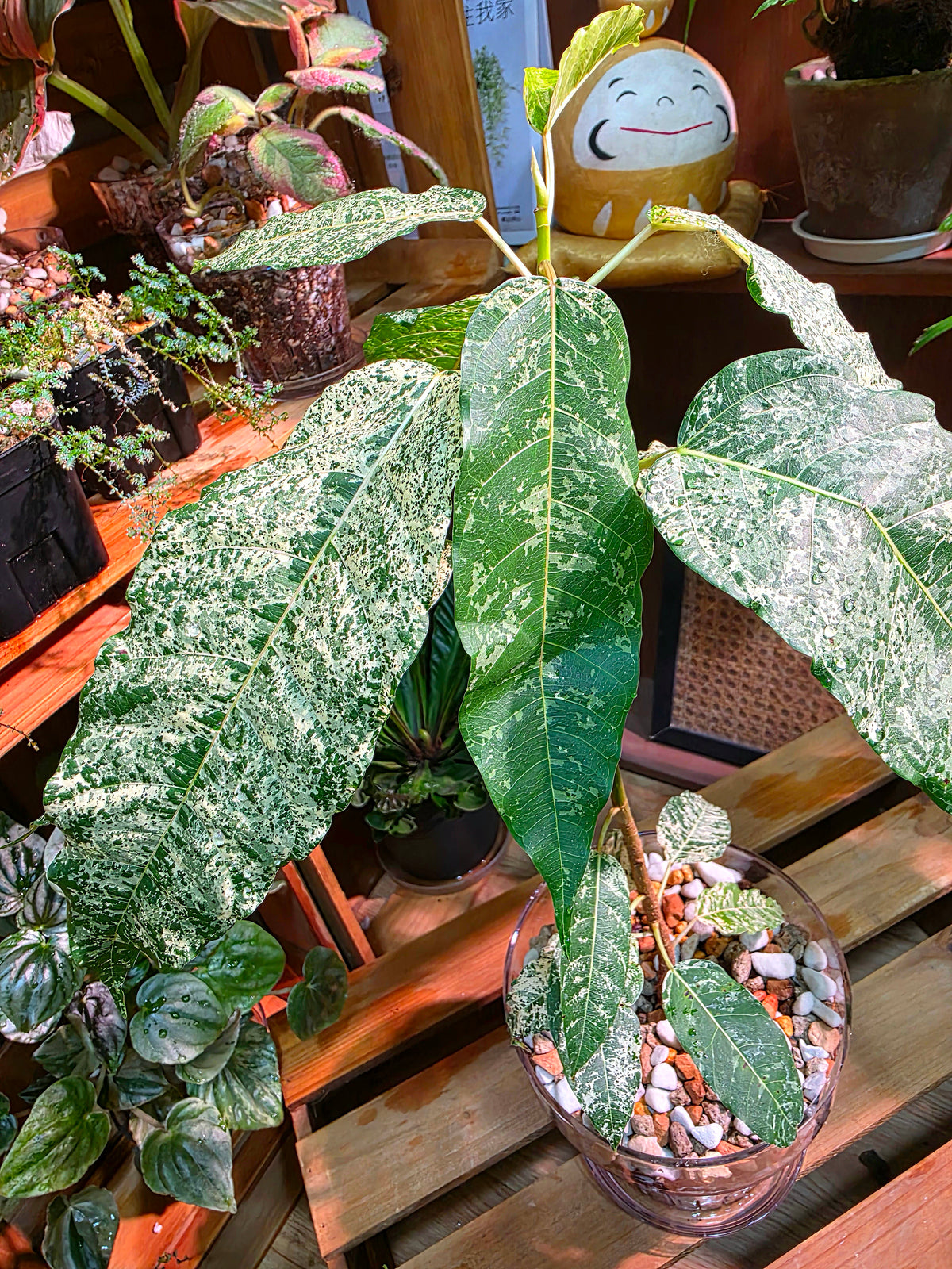 Ficus aspera mosaic 薄荷榕