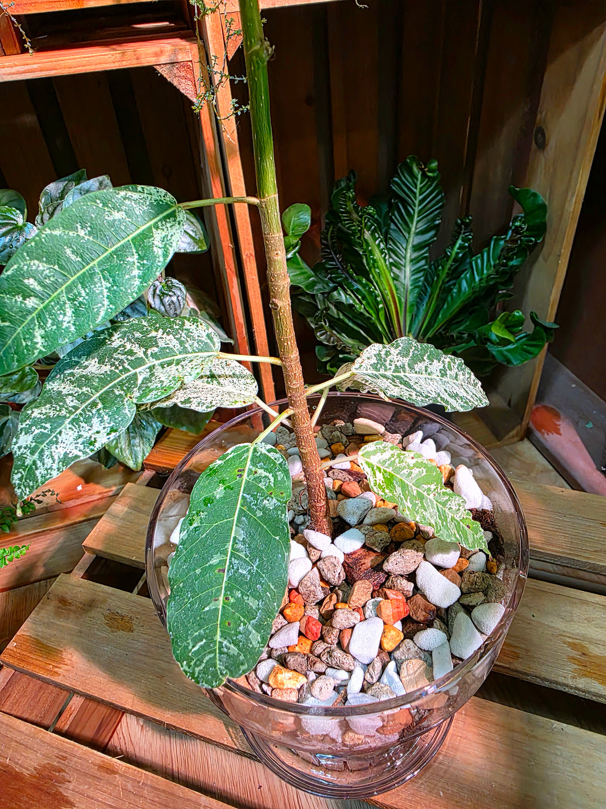 Ficus aspera mosaic 薄荷榕