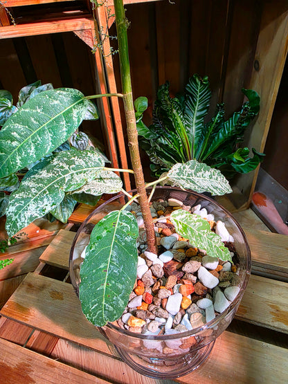 Ficus aspera mosaic 薄荷榕