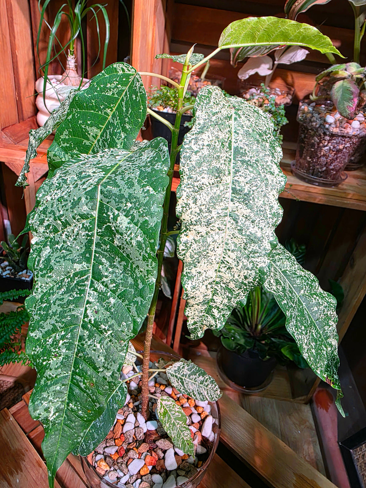 Ficus aspera mosaic 薄荷榕
