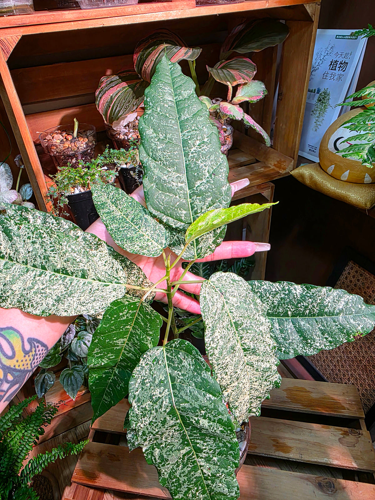 Ficus aspera mosaic 薄荷榕