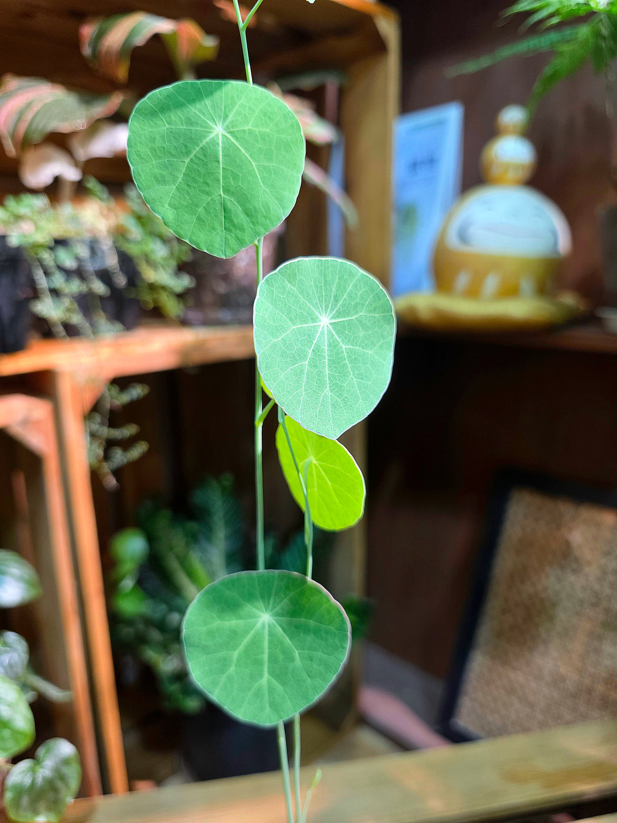 Stephania erecta 圓葉山烏龜