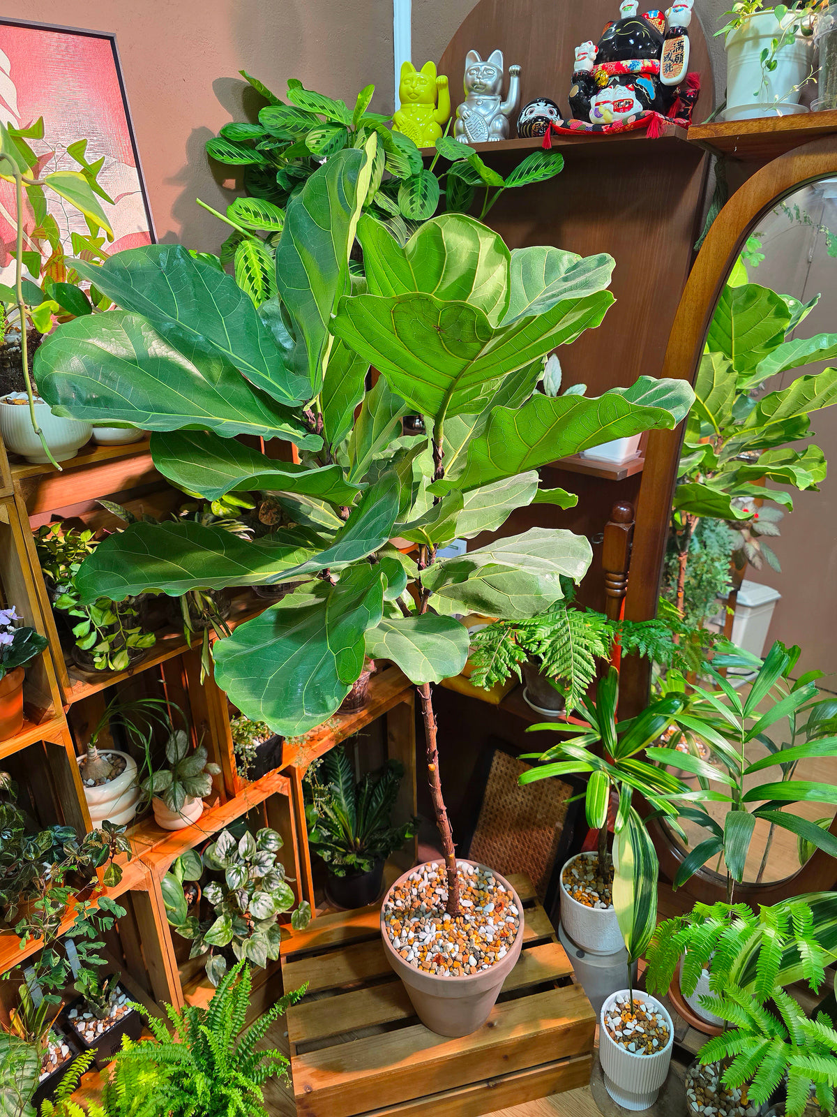 Fiddle-leaf Fig