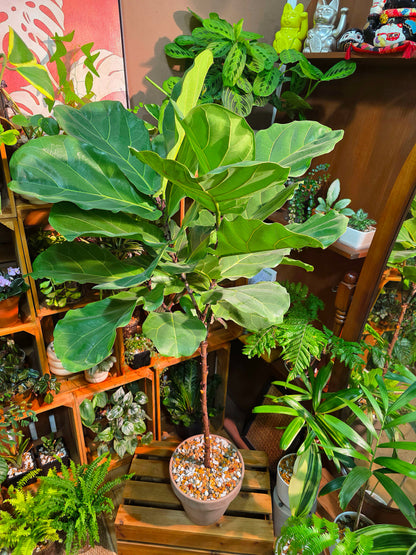 Fiddle-leaf Fig
