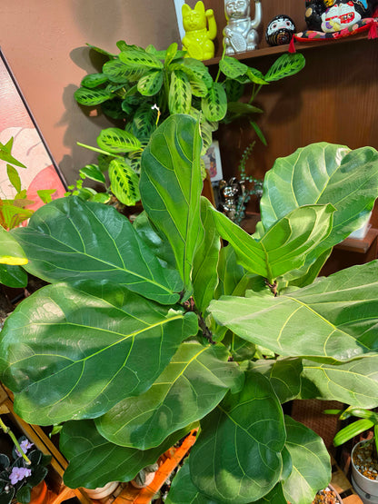 Fiddle-leaf Fig