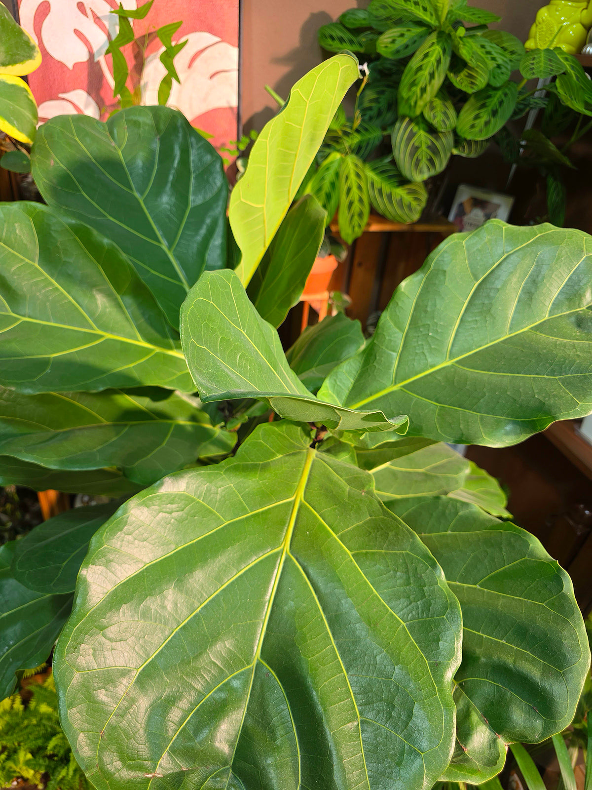 Fiddle-leaf Fig