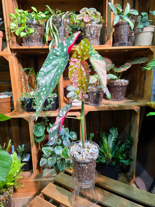 Begonia maculata variegated pink 粉斑鱒魚秋海棠