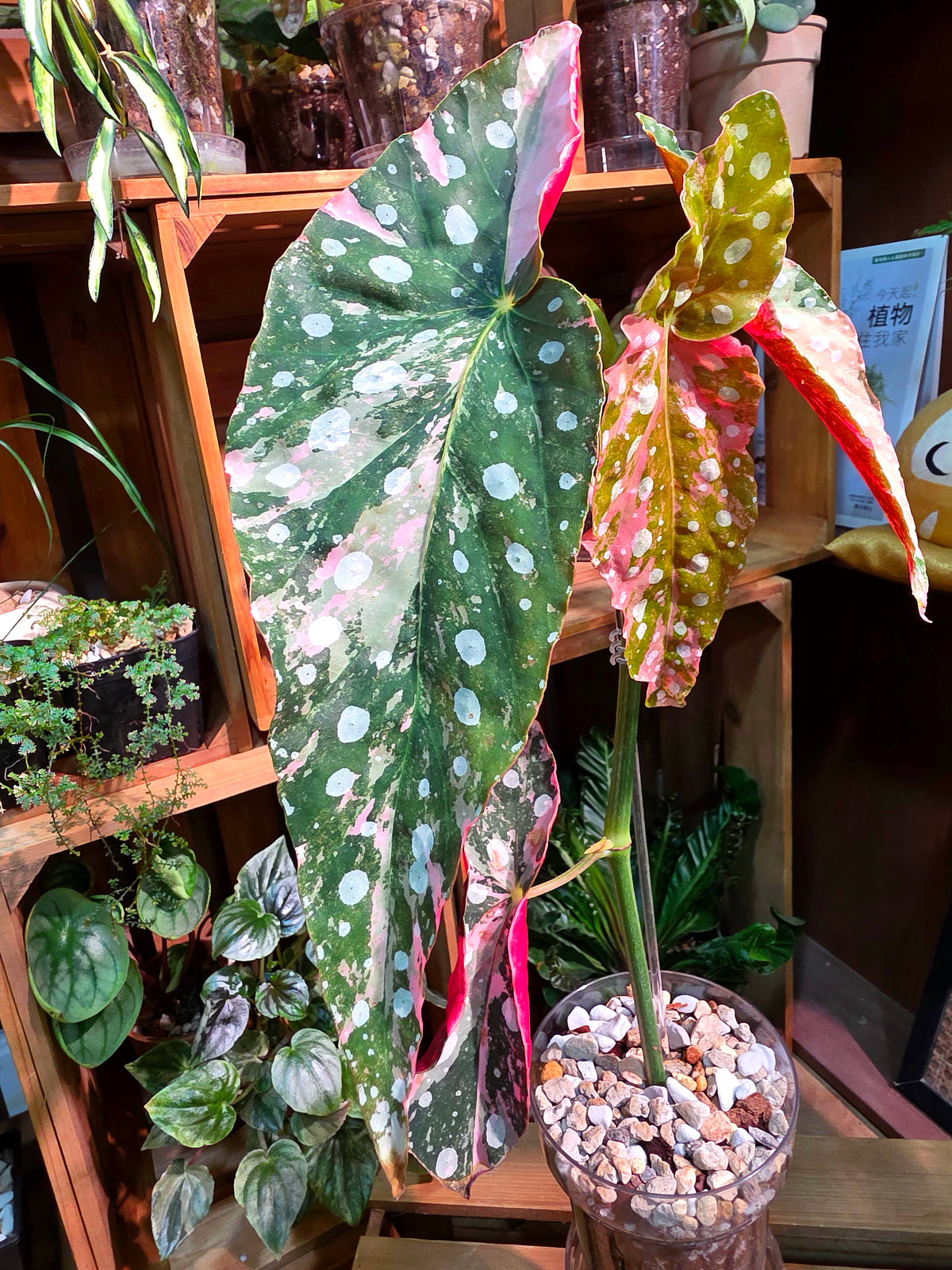 Begonia maculata variegated pink