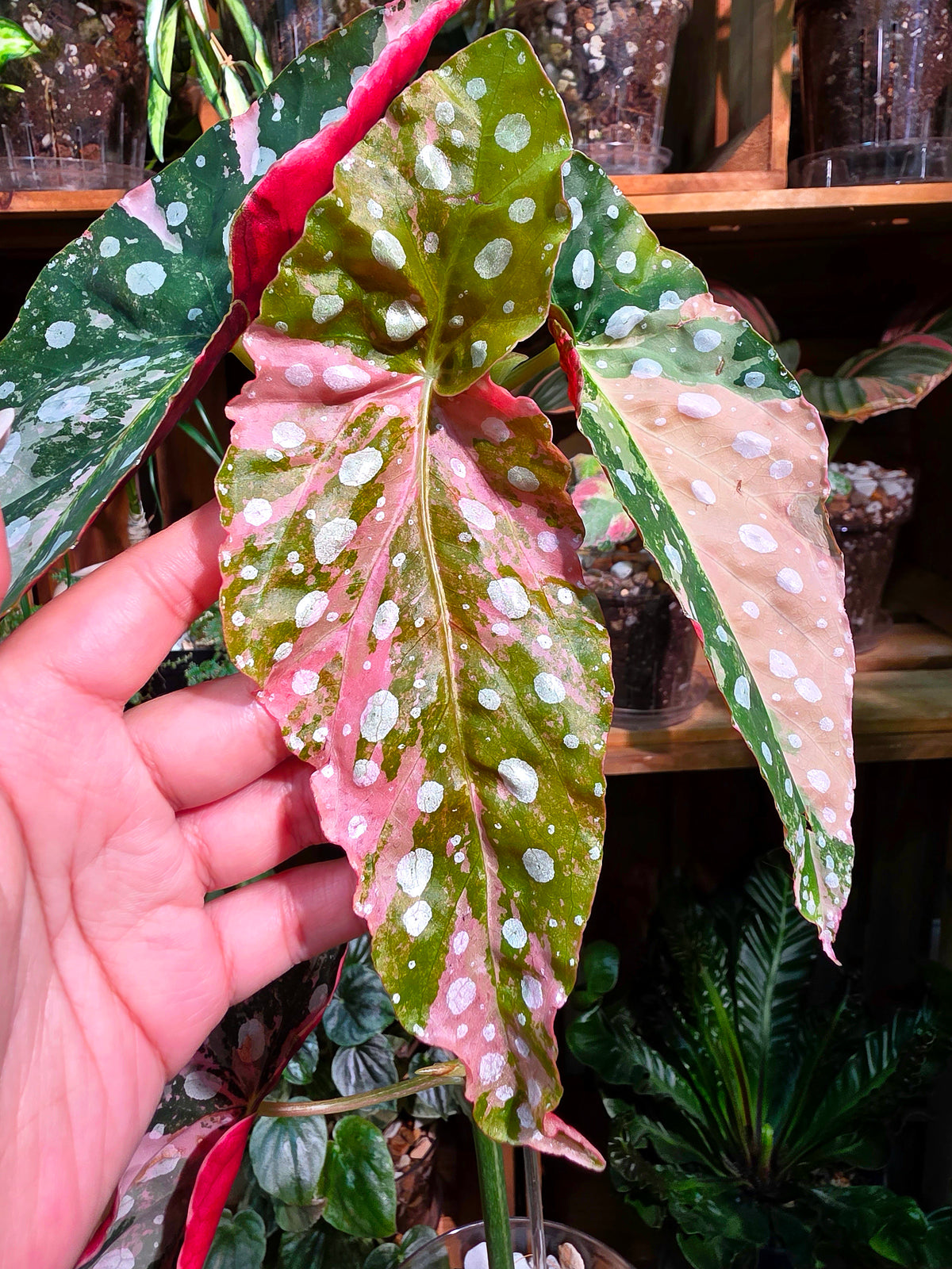 Begonia maculata variegated pink