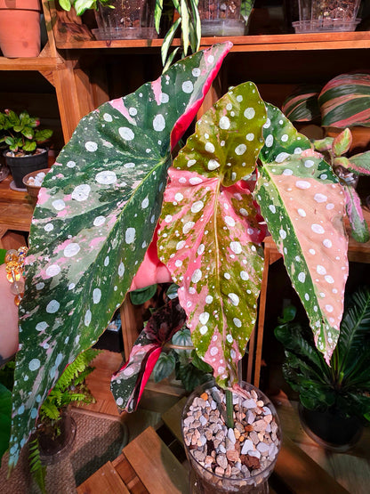 Begonia maculata variegated pink