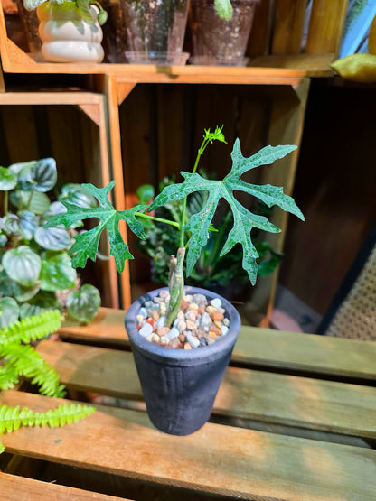 Cissus tuberosa 楓葉苦瓜