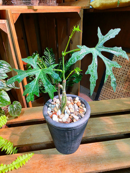 Cissus tuberosa 楓葉苦瓜