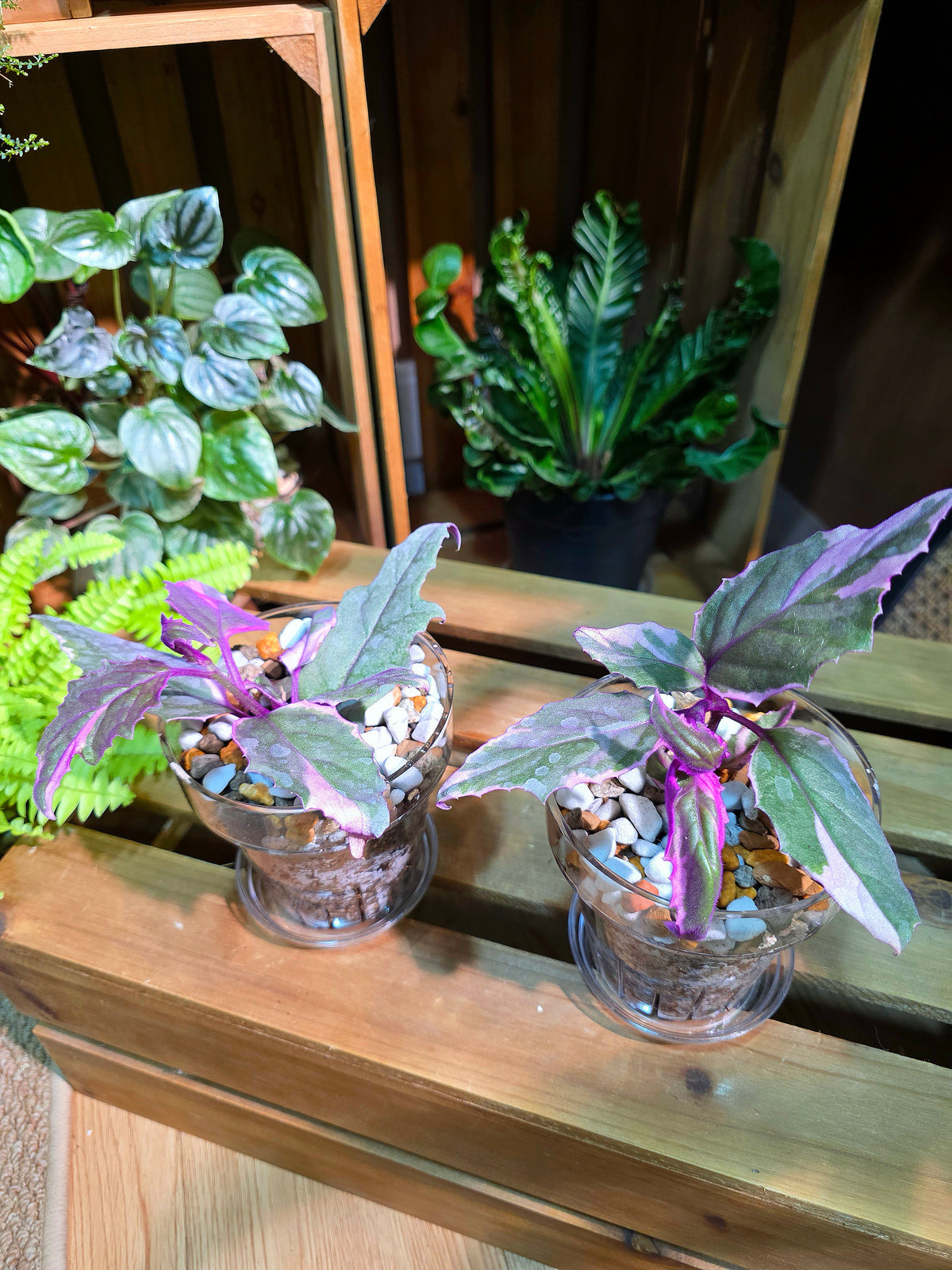 Gynura aurantaca variegated
