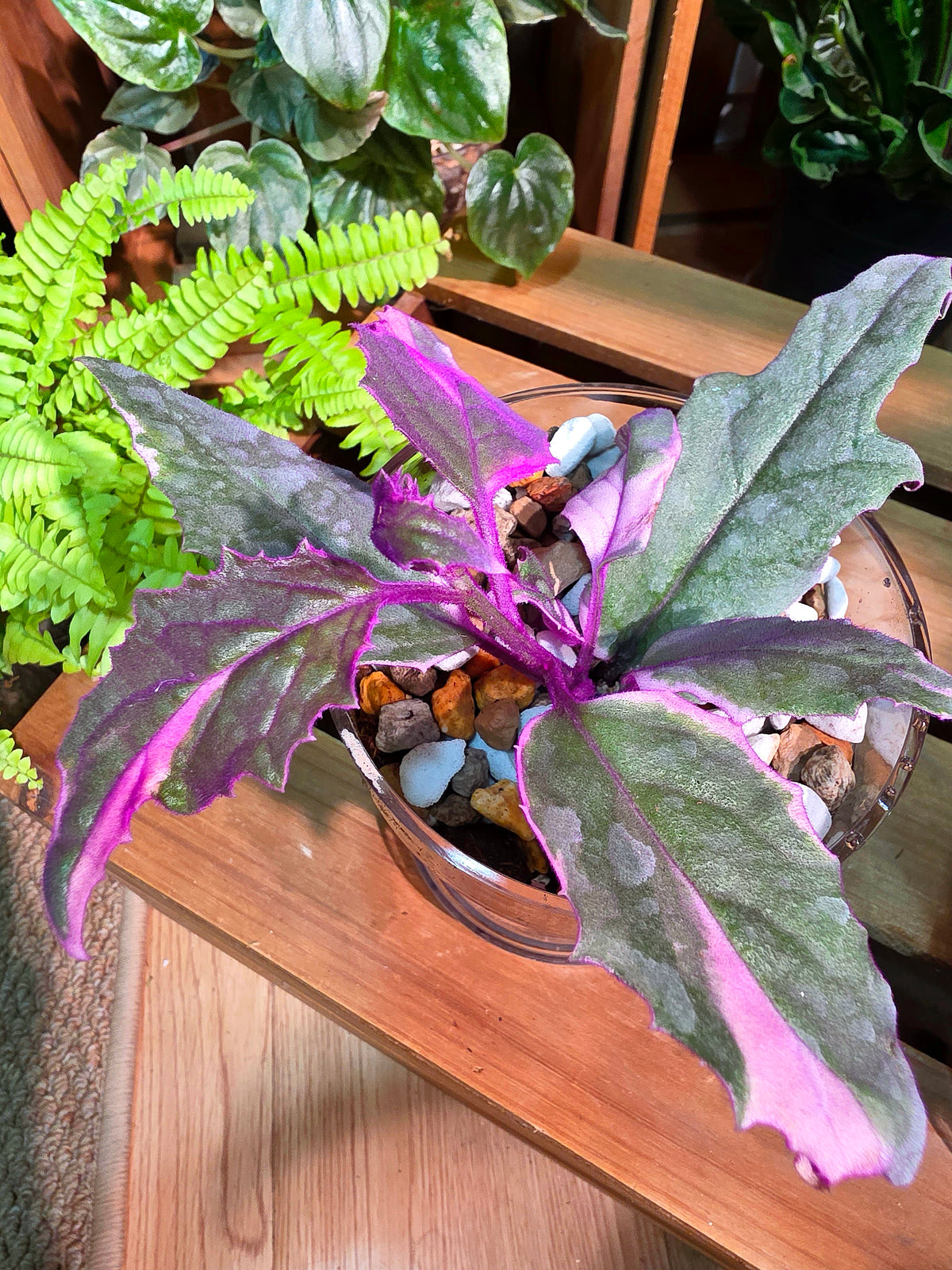 Gynura aurantaca variegated