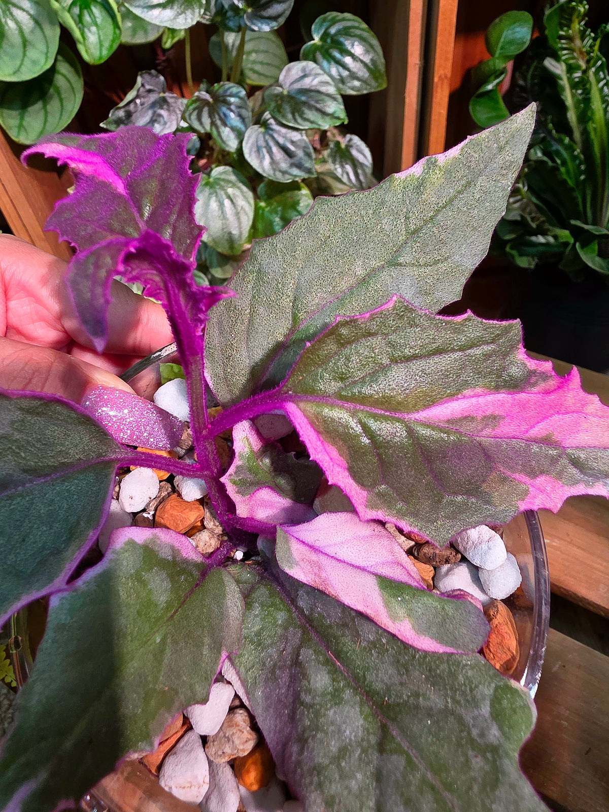 Gynura aurantaca variegated