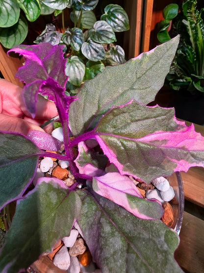Gynura aurantaca variegated