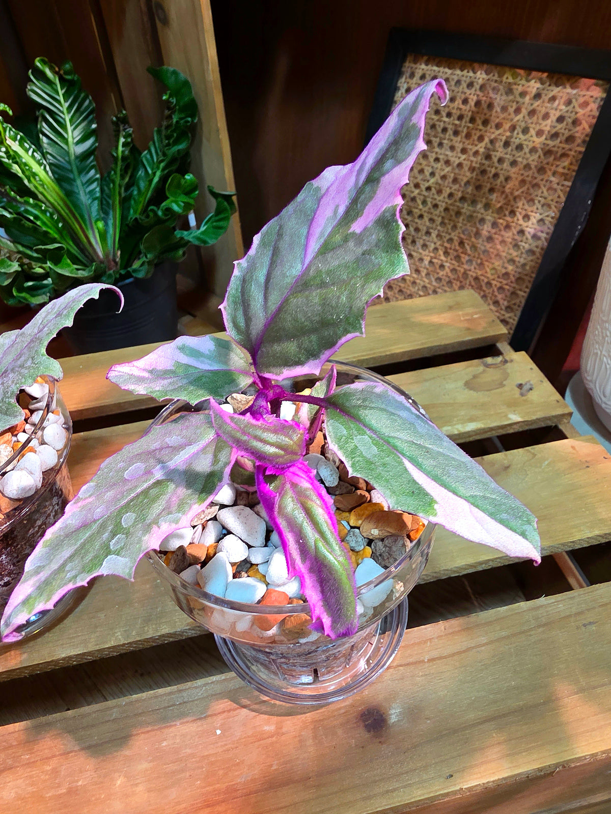 Gynura aurantaca variegated