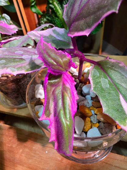 Gynura aurantaca variegated