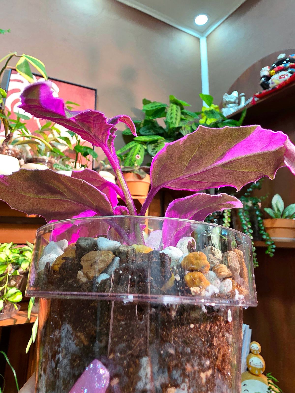 Gynura aurantaca variegated