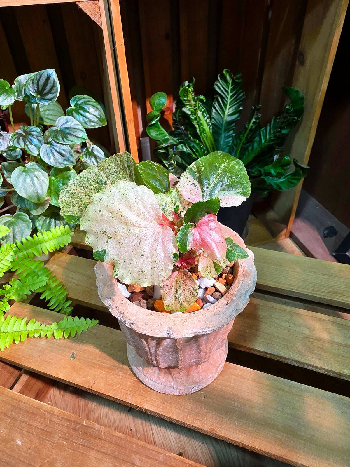 Begonia sp 粉斑貝殼秋海棠