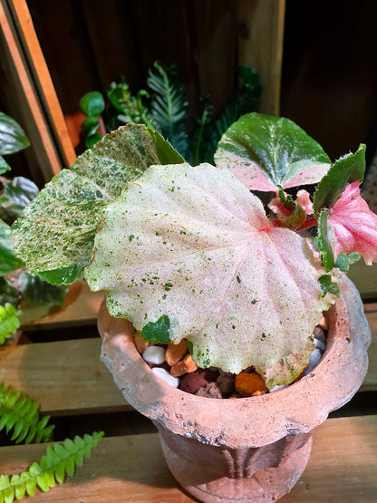 Begonia sp 粉斑貝殼秋海棠