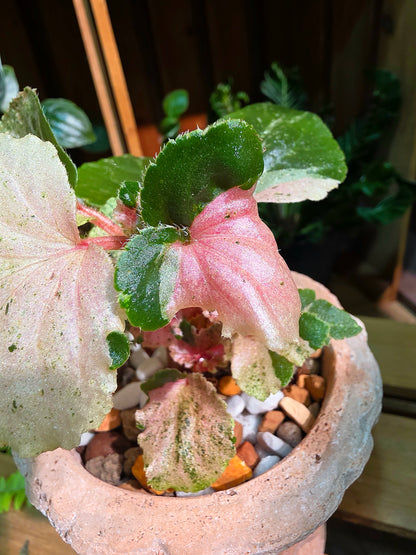 Begonia sp 粉斑貝殼秋海棠
