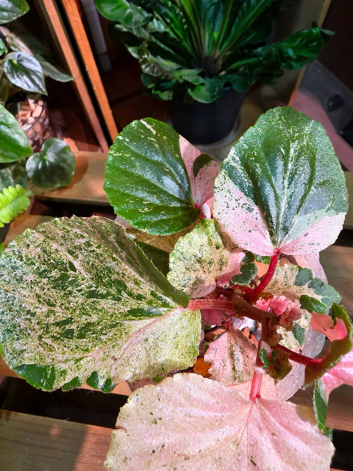 Begonia sp 粉斑貝殼秋海棠