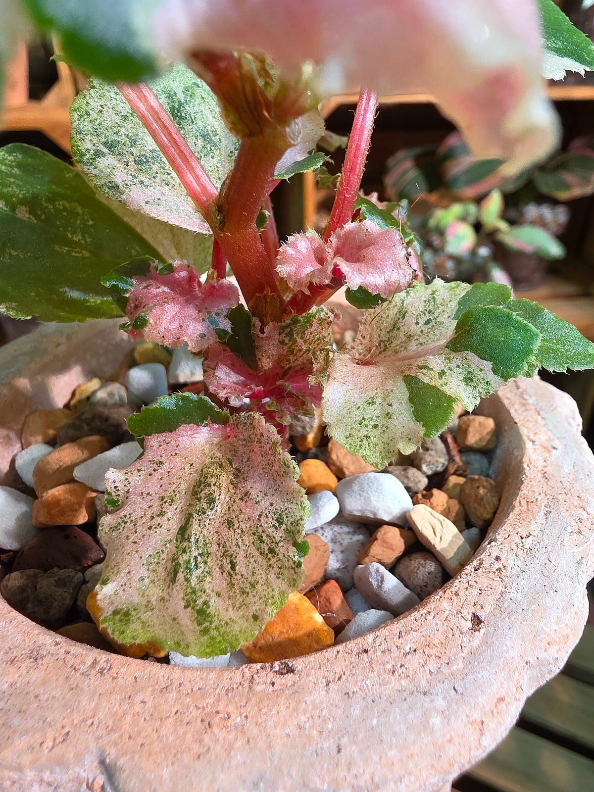 Begonia sp 粉斑貝殼秋海棠