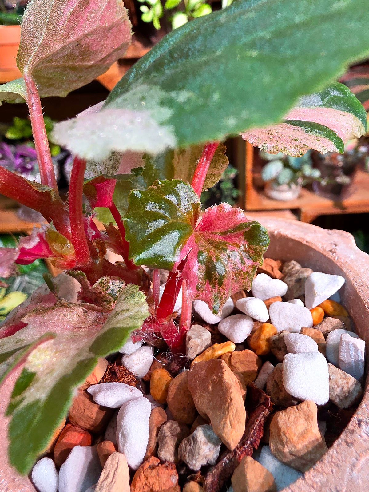 Begonia sp 粉斑貝殼秋海棠