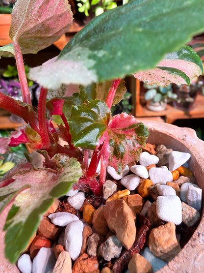 Begonia sp 粉斑貝殼秋海棠