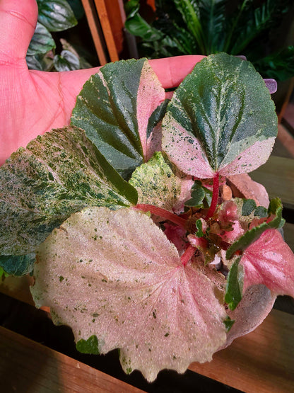 Begonia sp 粉斑貝殼秋海棠
