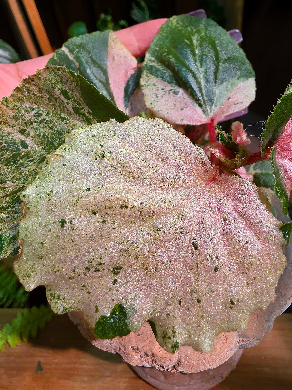Begonia sp 粉斑貝殼秋海棠