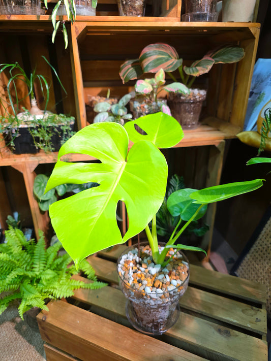 Monstera deliciosa Bulbasaur