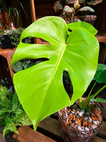 Monstera deliciosa Lime LY 三黃龜背竹