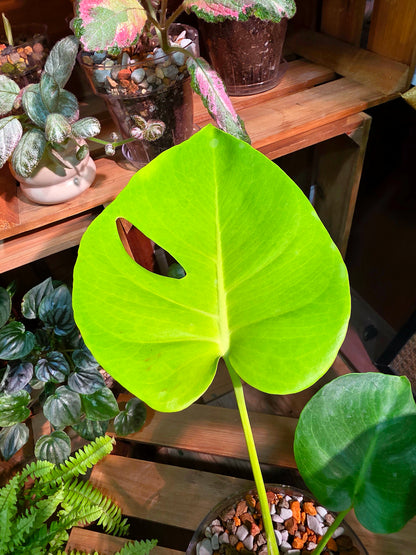 Monstera deliciosa Lime LY 三黃龜背竹