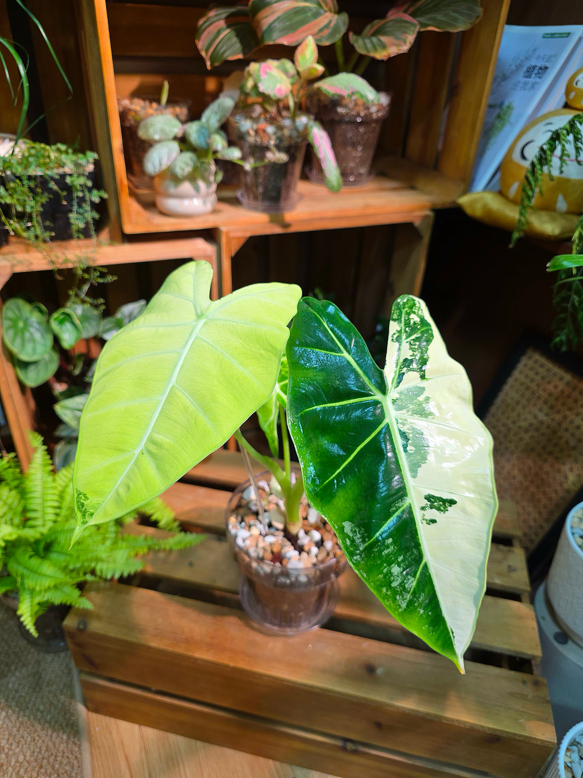 Alocasia frydek variegated 斑葉絨葉海芋