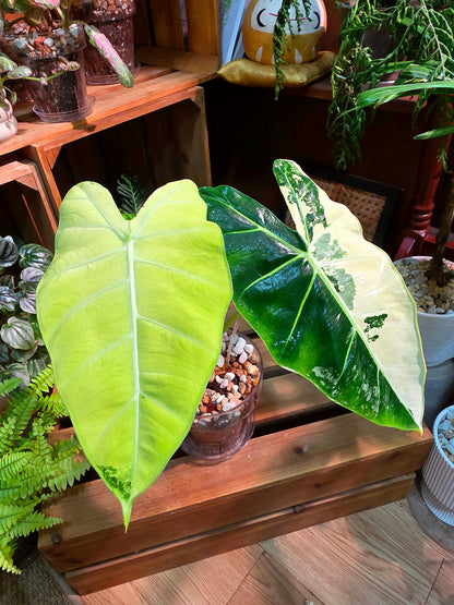 Alocasia frydek variegated 斑葉絨葉海芋