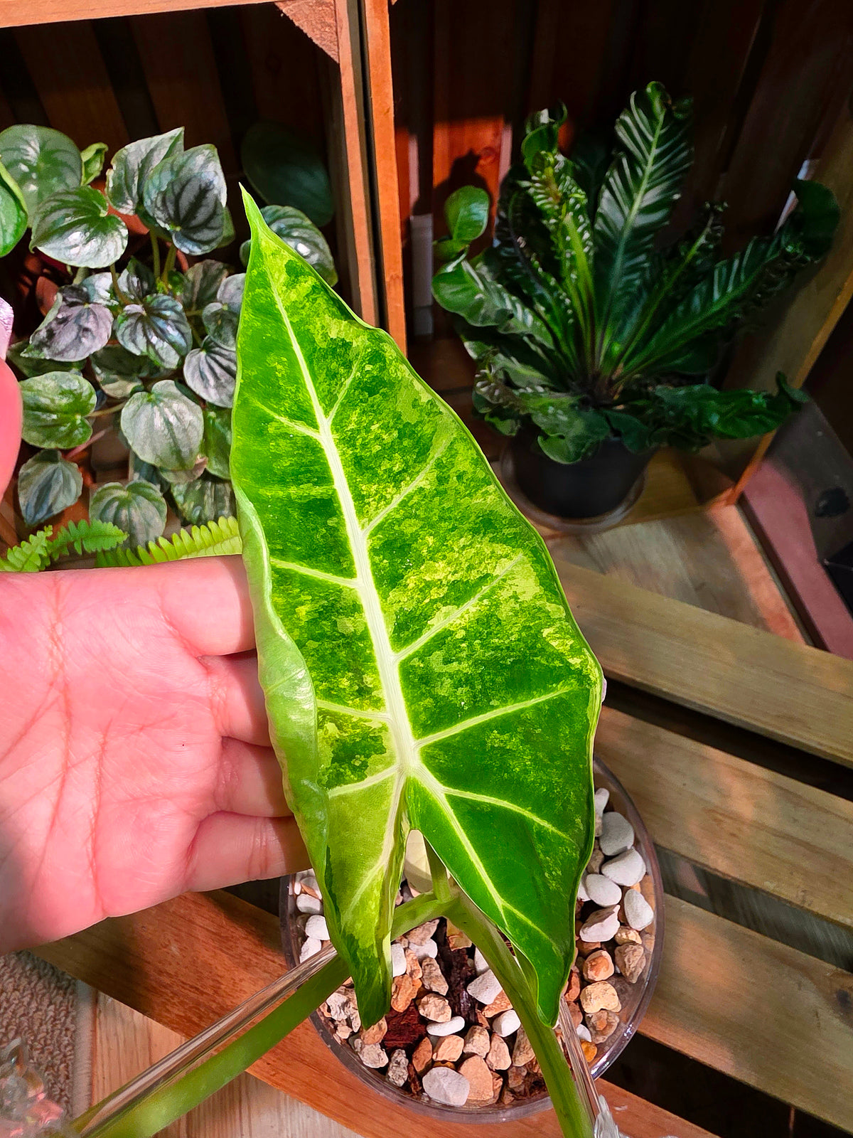 Alocasia frydek variegated 斑葉絨葉海芋