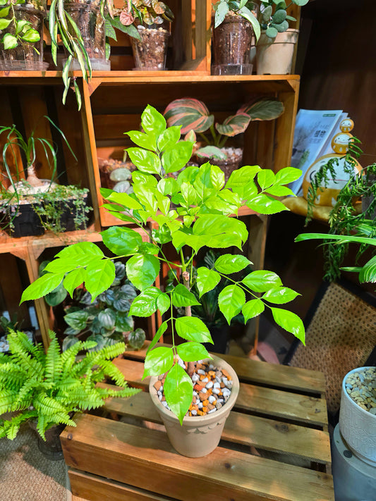 Radermachera hainanensis golden 黃金幸福樹