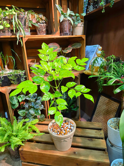 Radermachera hainanensis golden 黃金幸福樹