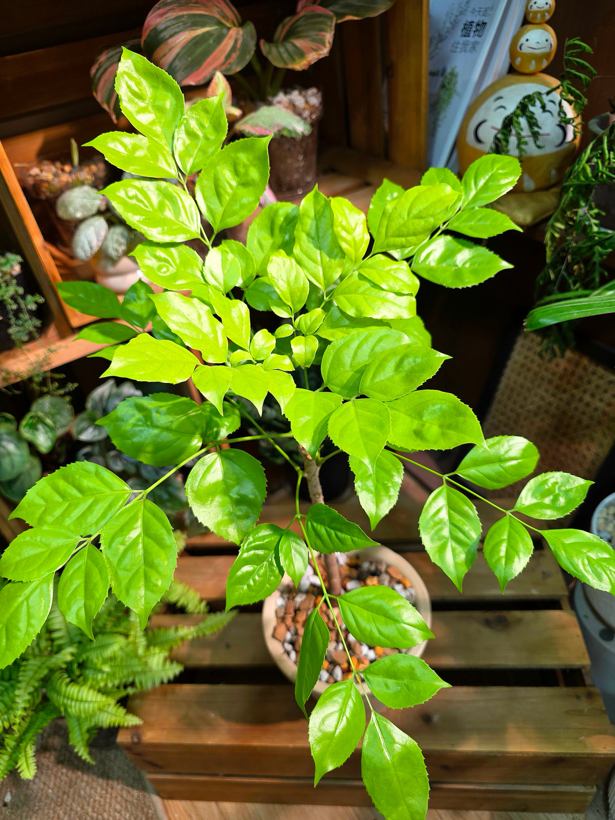 Radermachera hainanensis golden 黃金幸福樹